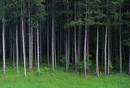 Pines Near Itasca State Park, MN